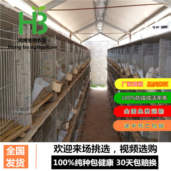 肉兔种兔、广东大型肉兔养殖场、鸿博兔业