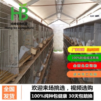 肉兔种兔、广东大型肉兔养殖场、鸿博兔业