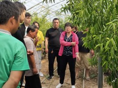 大荔：强化技术培训  促进产业展开