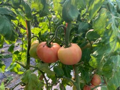 稳产保供抵抗疫情！我们是专业的！