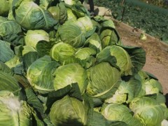 福建甘蓝菜