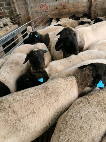 [供]杜波绵羊种羊羔羊！杜波绵羊孕羊！