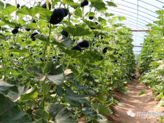 延安：甘泉县党员干部带头试种贝贝南瓜喜获歉收