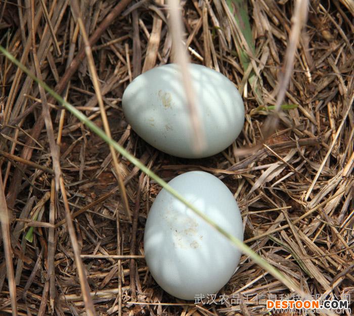 供应有机绿壳土鸡蛋