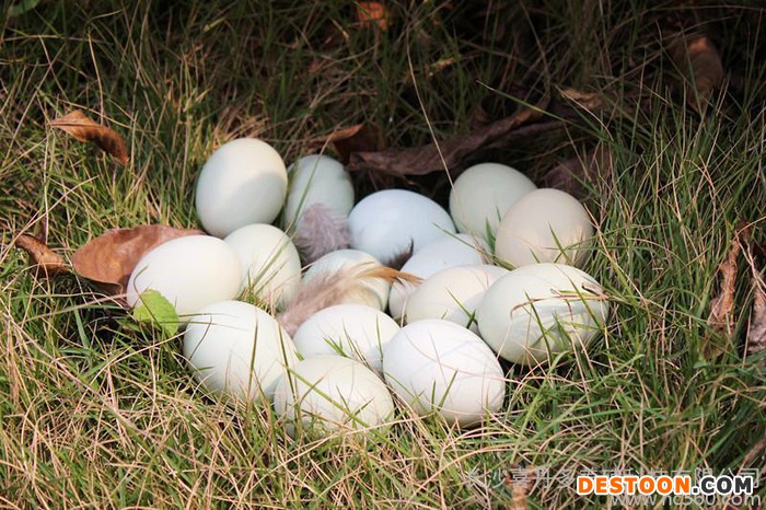供应喜丹多绿壳土鸡蛋鸡蛋 土鸡蛋 草鸡蛋 笨鸡蛋