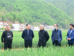 柞水：全力展开以小麦条锈病为重点的病虫害统防统治义务