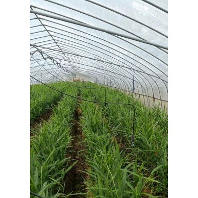 [供]供应新鲜嫩姜仔姜量大优惠