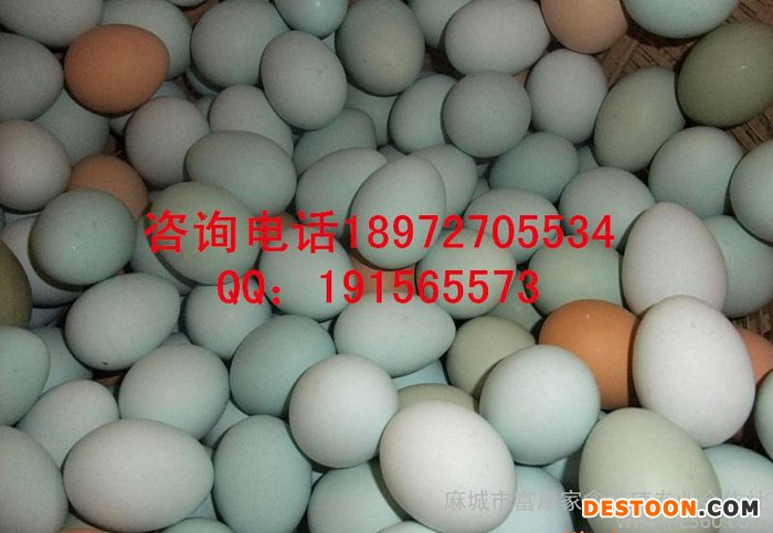 优质的绿壳鸡蛋，土鸡蛋，厂家直销