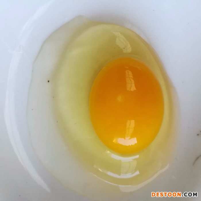 土鸡  桑苑绿壳鸡蛋