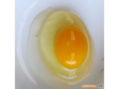 土鸡  桑苑绿壳鸡蛋