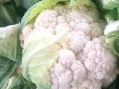 [供]湖北天门万亩花菜基地大量上市