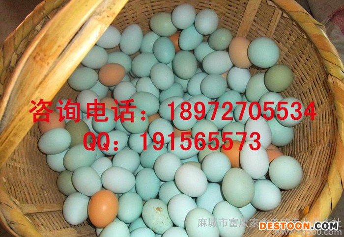 新鲜优质绿壳鸡蛋 ，草鸡蛋，土鸡蛋，绿壳蛋，鸡场