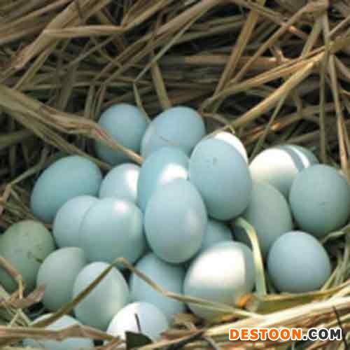 天心养殖鸡蛋  天心养殖 供应绿壳鸡蛋