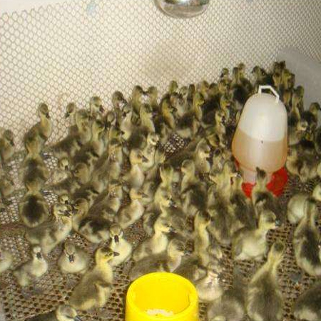 铜陵散养大雁苗批发