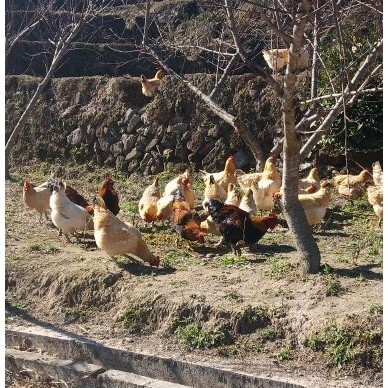 [供]自家养的土鸡，周期365天
