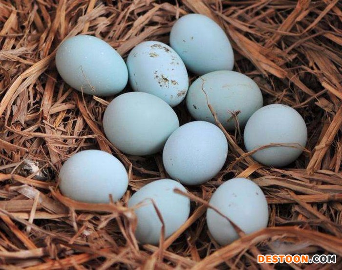 荣家森林鸡鸡蛋 绿壳鸡蛋