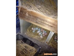 新余绿壳鸡蛋