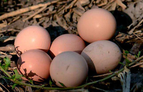 池州富苗土鸡蛋