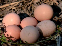 池州富苗土鸡蛋