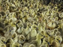 铜陵大雁苗批发