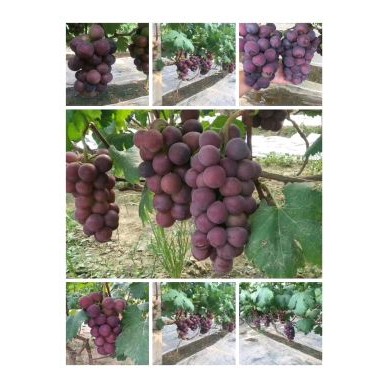 [供]乒乓球葡萄大量上市