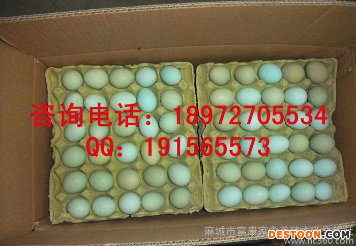 高品质绿壳鸡蛋|红壳鸡蛋|粉壳鸡蛋|白壳鸡蛋，鸡场直接发货