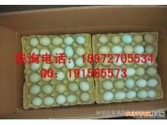 高品质绿壳鸡蛋|红壳鸡蛋|粉壳鸡蛋|白壳鸡蛋，鸡场直接发货