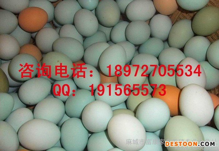 江苏地区厂价绿壳鸡蛋|土鸡蛋|绿壳蛋