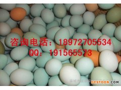 江苏地区厂价绿壳鸡蛋|土鸡蛋|绿壳蛋