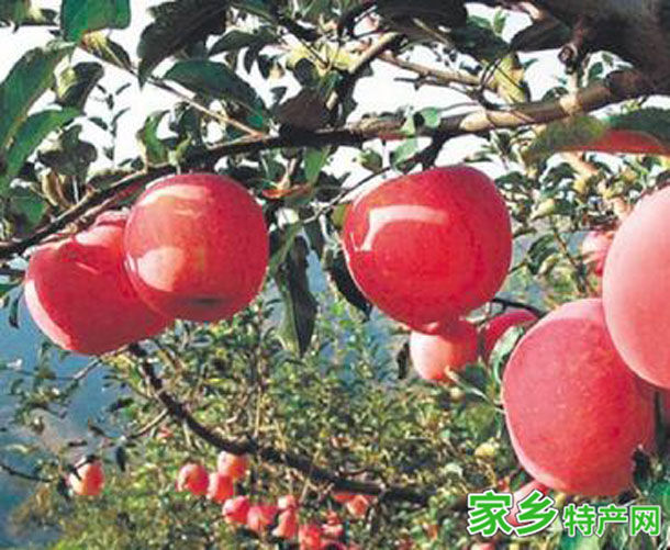 三红苹果 -青海西宁市特产