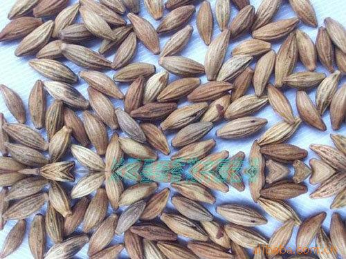 供应桂花种子 红豆杉种子