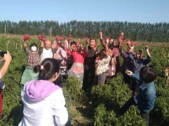 县农业农村局结合德州电视台庆祝“中国农民歉收节”