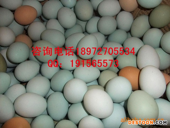 供应麻城富康绿壳鸡蛋绿壳鸡蛋批发