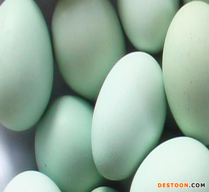 散养绿壳鸡蛋   绿壳鸡蛋