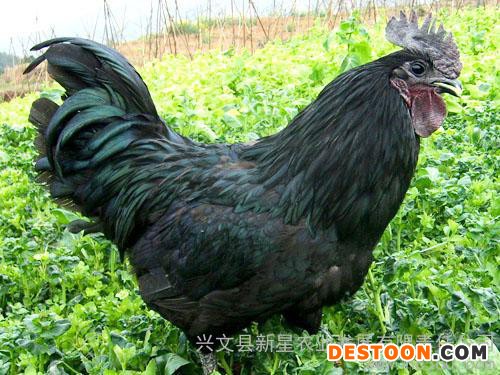 兴文新星 供应 散养 乌鸡 黑毛乌骨鸡 乌鸡蛋 黑凤鸡  绿壳乌骨鸡