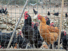 岚皋：林下黑土鸡“啄”出致富梦