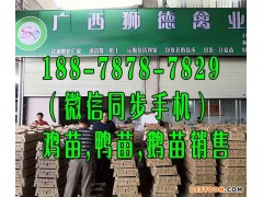 榆林鸭苗供应商 绿壳乌鸡蛋 海南文昌山鸡养殖基地