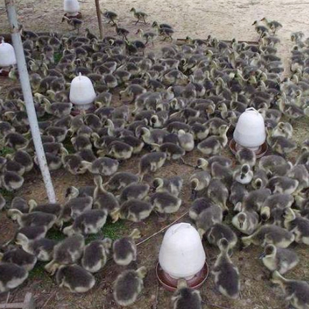 安庆原生态散养大雁苗