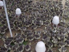 安庆原生态散养大雁苗