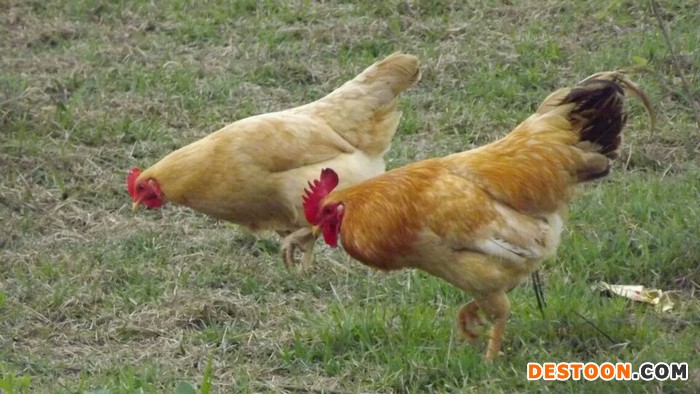 众鑫江汉鸡苗  五黑一绿鸡苗 高产土鸡苗 绿壳鸡苗 鸡苗批发  土鸡蛋 绿壳鸡蛋 脱温种鸡苗 鸡苗孵化 鸡苗养殖技术