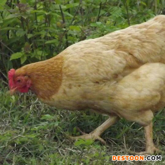 众鑫 江汉鸡苗  五黑一绿鸡苗 高产土鸡苗 绿壳鸡苗 鸡苗批发   土鸡蛋 绿壳鸡蛋 脱温种鸡苗 鸡苗孵化 鸡苗养殖技术