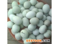 众鑫工业生态散养绿壳土鸡蛋 湖北农家正宗土鸡蛋 无公害柴鸡蛋批发