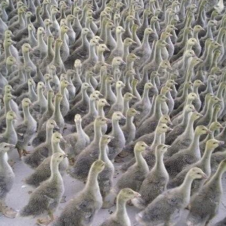 安庆大雁苗批发