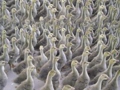 铜陵散养大雁苗