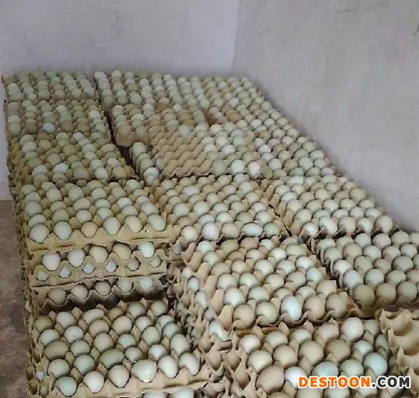 绿色生态绿壳蛋鸡种蛋 绿皮受精鸡蛋种蛋 高营养绿壳蛋土鸡批发