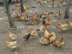 纯土鸡开封鸡苗-四强鸡鸭鹅苗品种齐全
