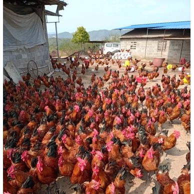 [供]散养大红公鸡