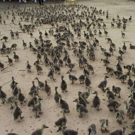 安庆散养大雁苗