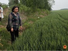 玉田县农业农村局副局长包永玉带队展开全县小麦扬花灌浆期调查