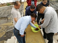 水产研讨所温棚培育凡纳滨对虾大规格苗种喜获成功